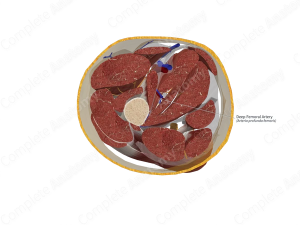 Deep Femoral Artery