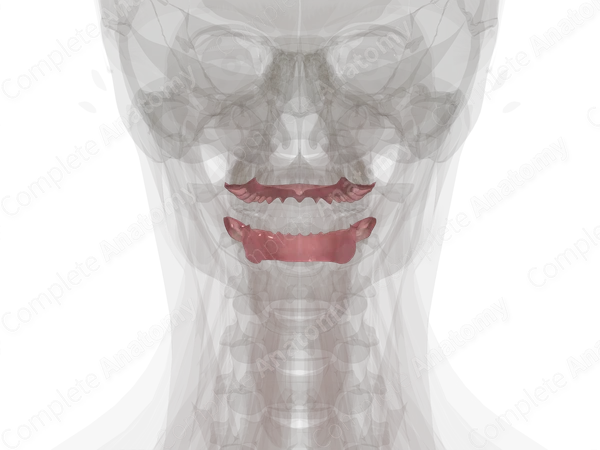 Gingivae