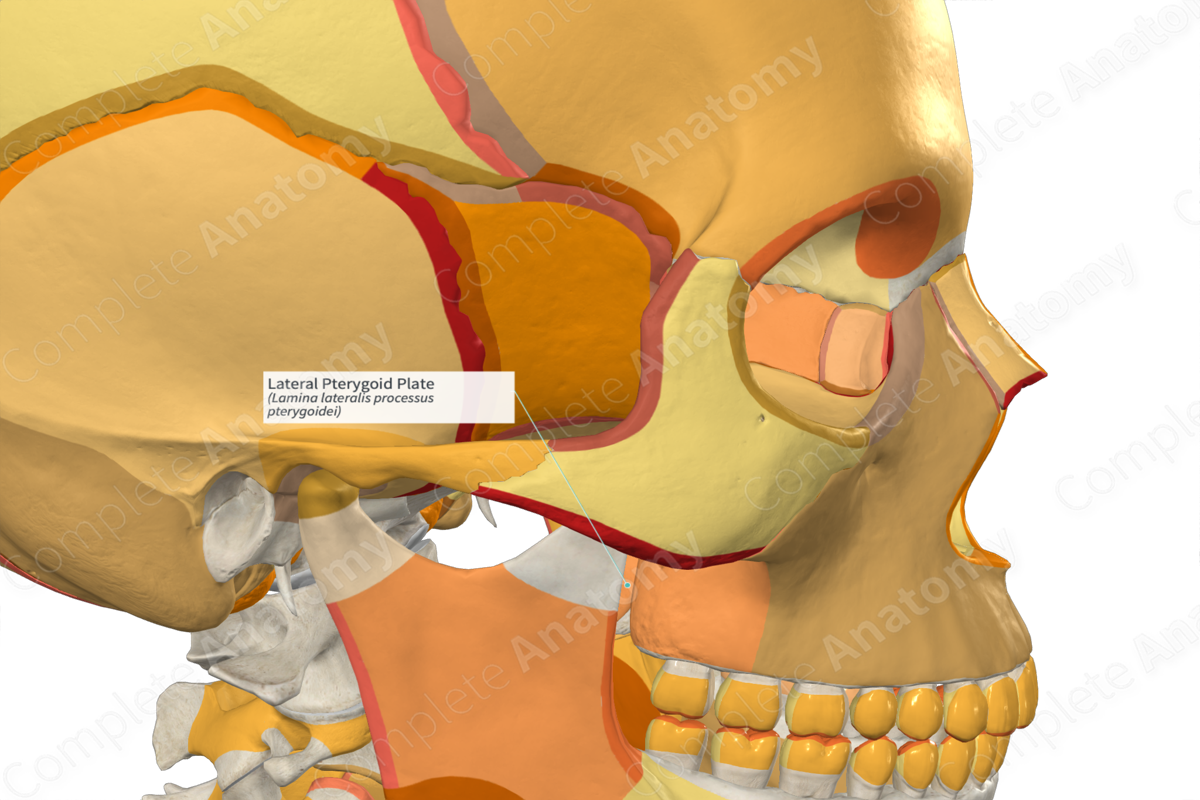 Lateral Pterygoid Plate (Right)