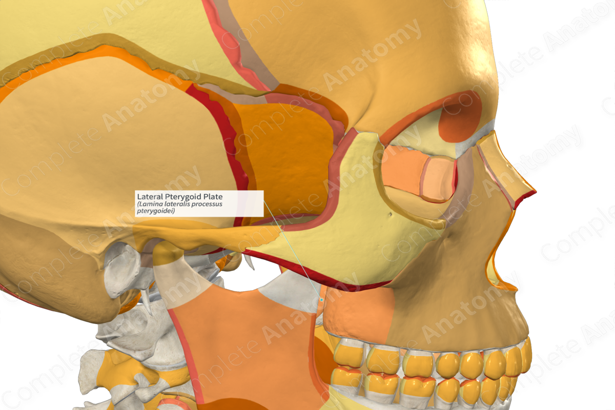 Lateral Pterygoid Plate (Right) | Complete Anatomy