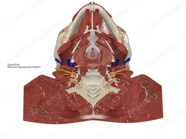 Superficial Musculo-Aponeurotic System