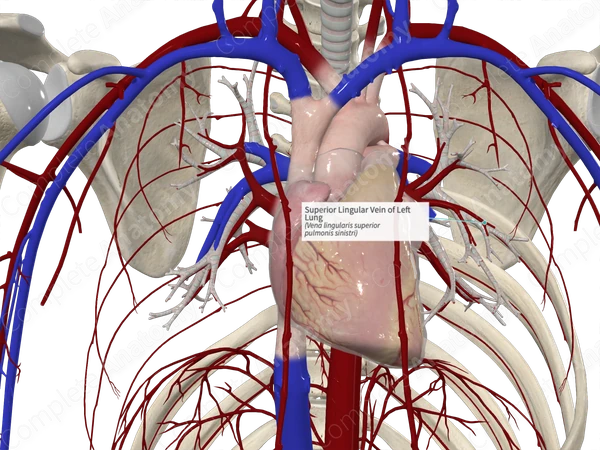 Superior Lingular Vein of Left Lung
