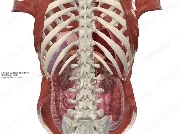 Fibrous Capsule of Kidney (Posterior; Left)