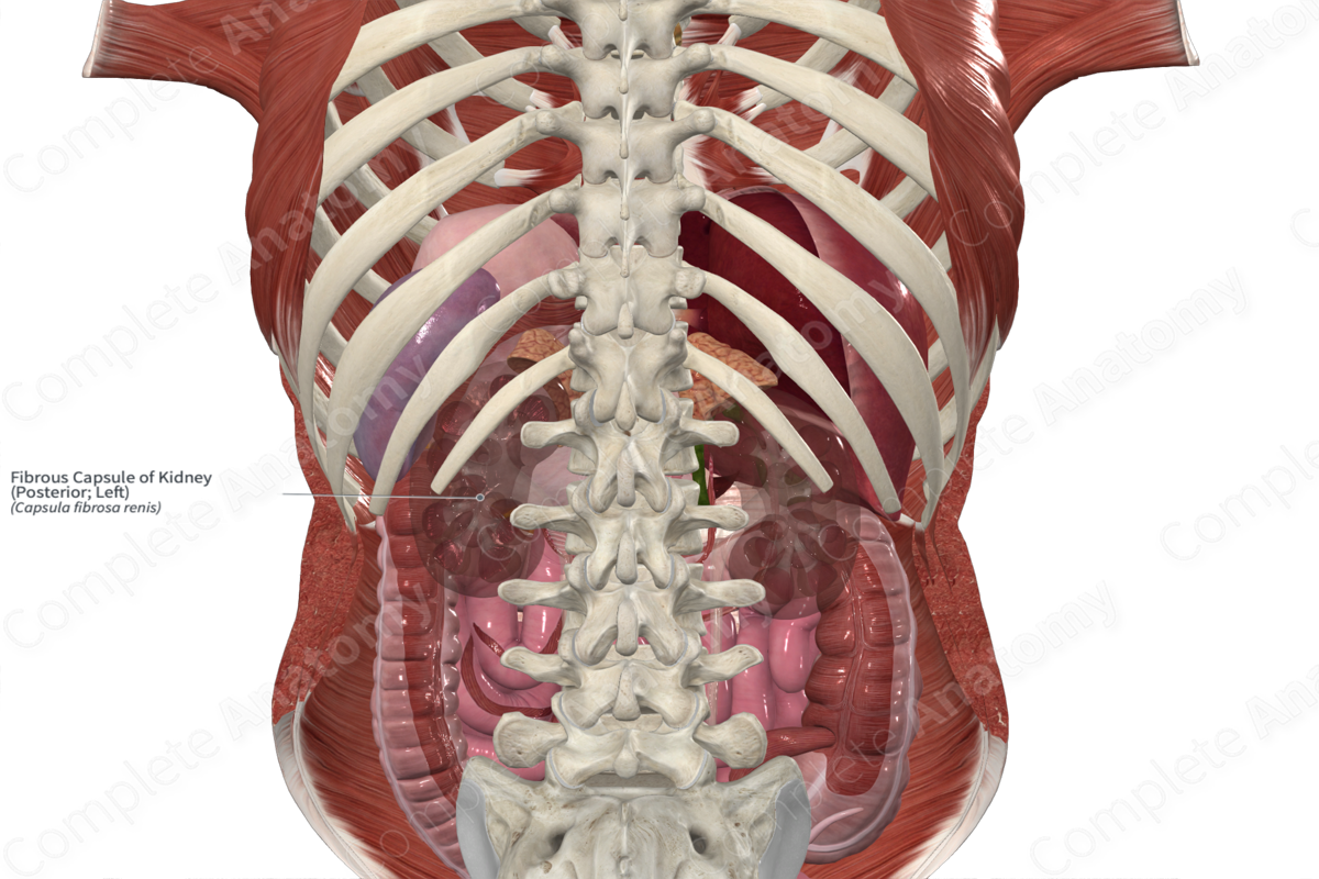 Fibrous Capsule of Kidney (Posterior; Left)