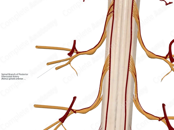 Spinal Branch of Posterior Intercostal Artery