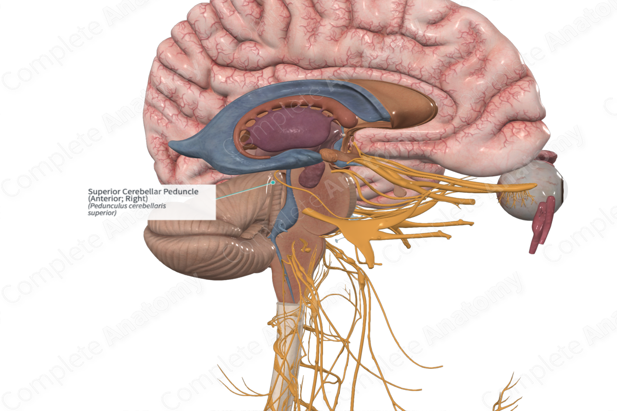 cerebellar peduncle