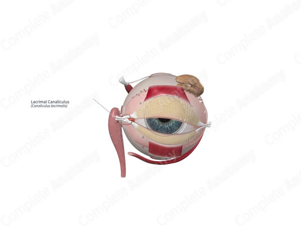 Lacrimal Canaliculus