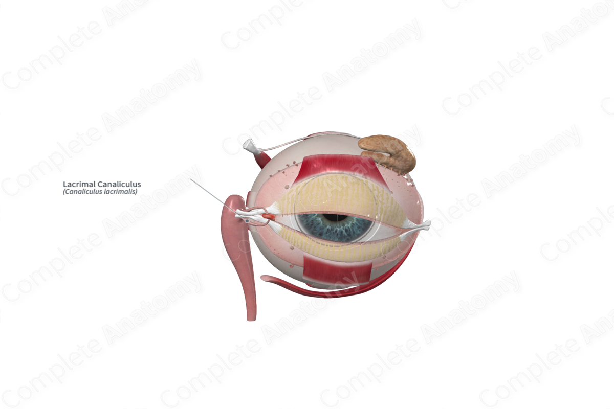 Lacrimal Canaliculus