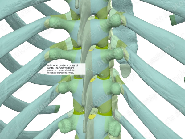 Inferior Articular Process of Ninth Thoracic Vertebra (Left)