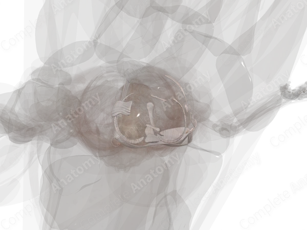 Ligaments of Knee Joint (Left)