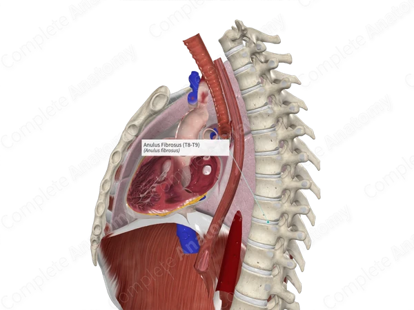 Anulus Fibrosus (T8-T9)
