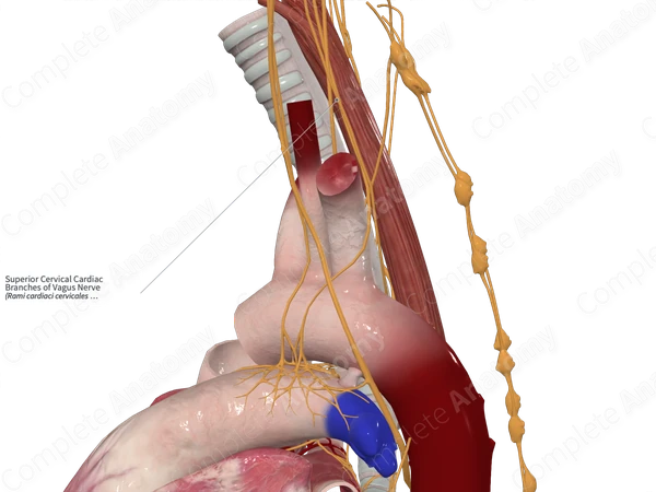 Superior Cervical Cardiac Branches of Vagus Nerve