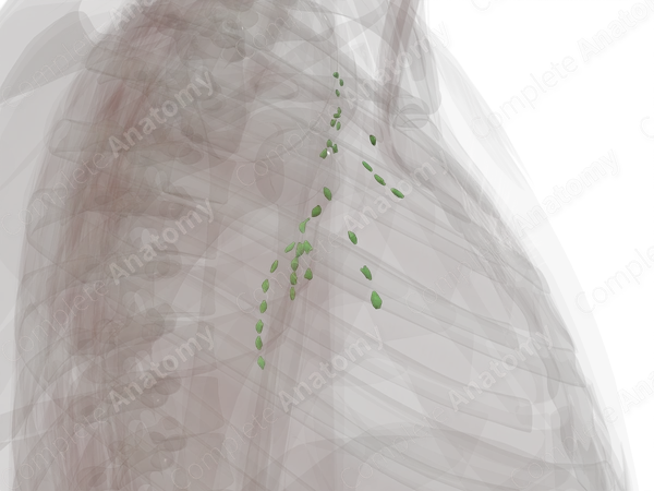 Axillary Nodes (Left)