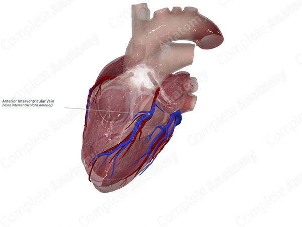 Anterior Interventricular Vein