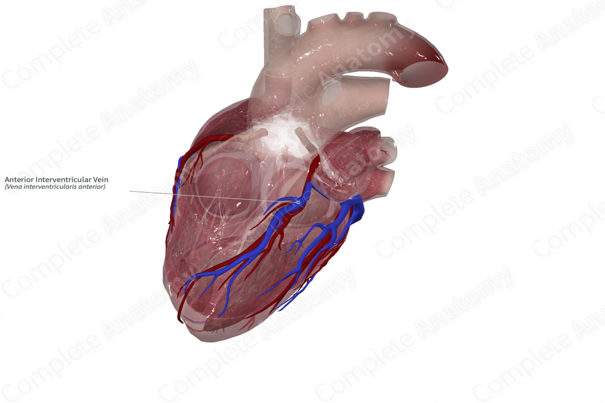 Anterior Interventricular Vein