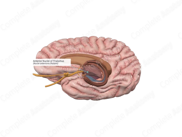 Anterior Nuclei of Thalamus 