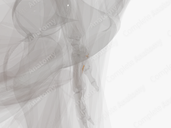Muscular Branches of Median Nerve (Hand; Left)