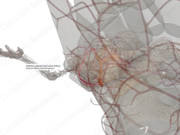 Inferior Lateral Genicular Artery (Left)