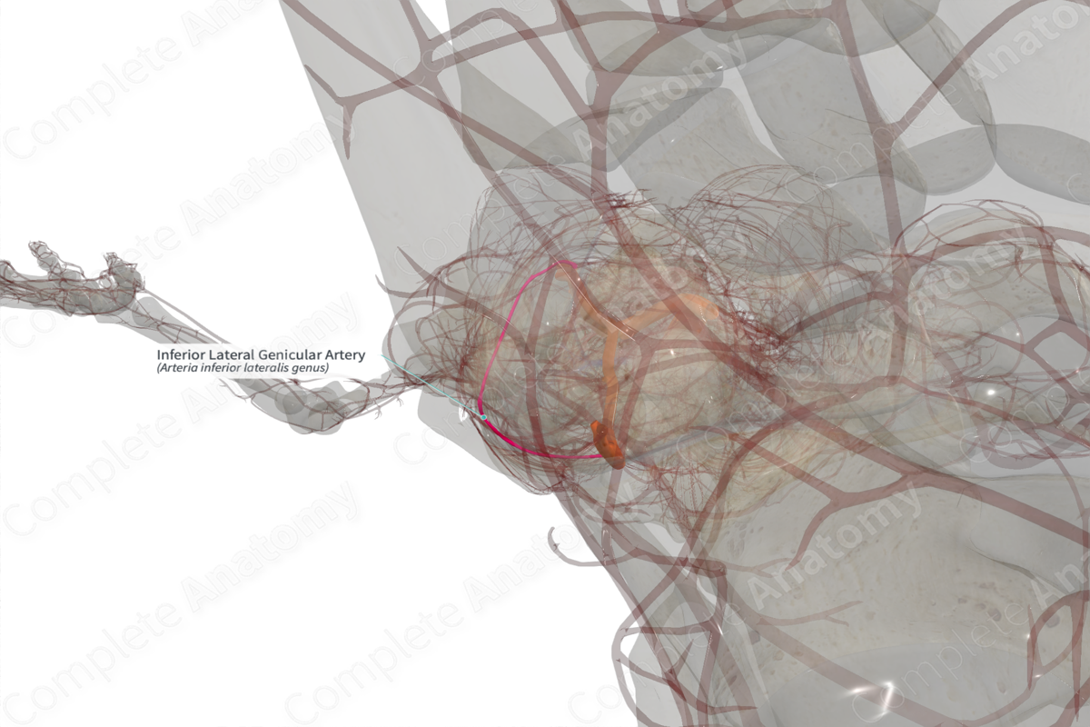 Inferior Lateral Genicular Artery (Left)