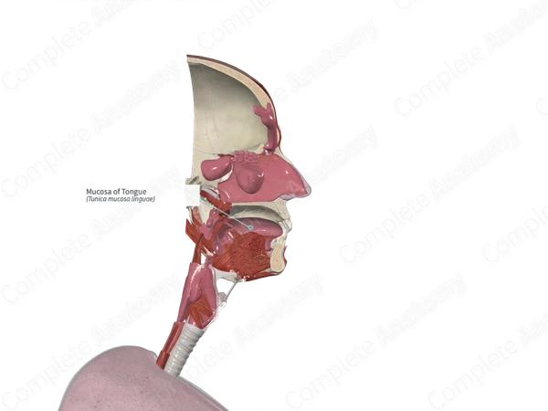 Mucosa of Tongue