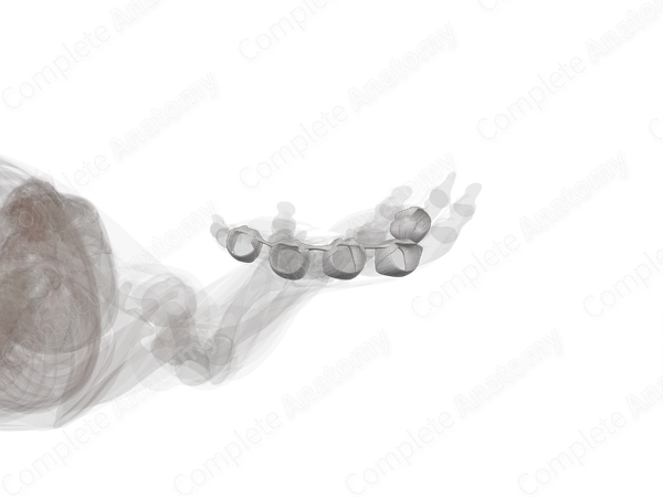 Metacarpophalangeal Joints (Left)
