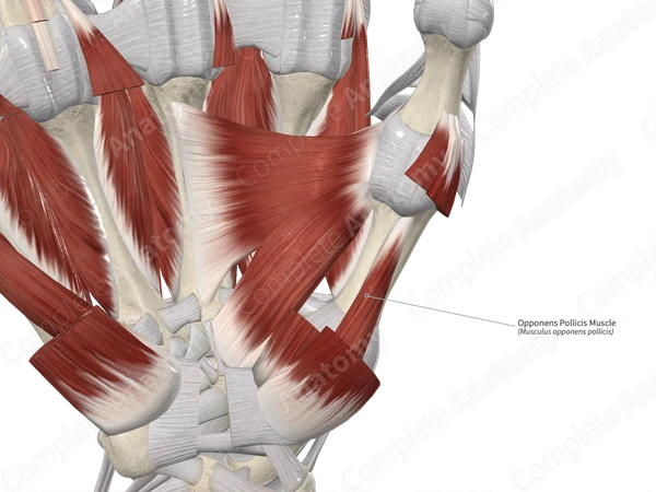 Opponens Pollicis Muscle
