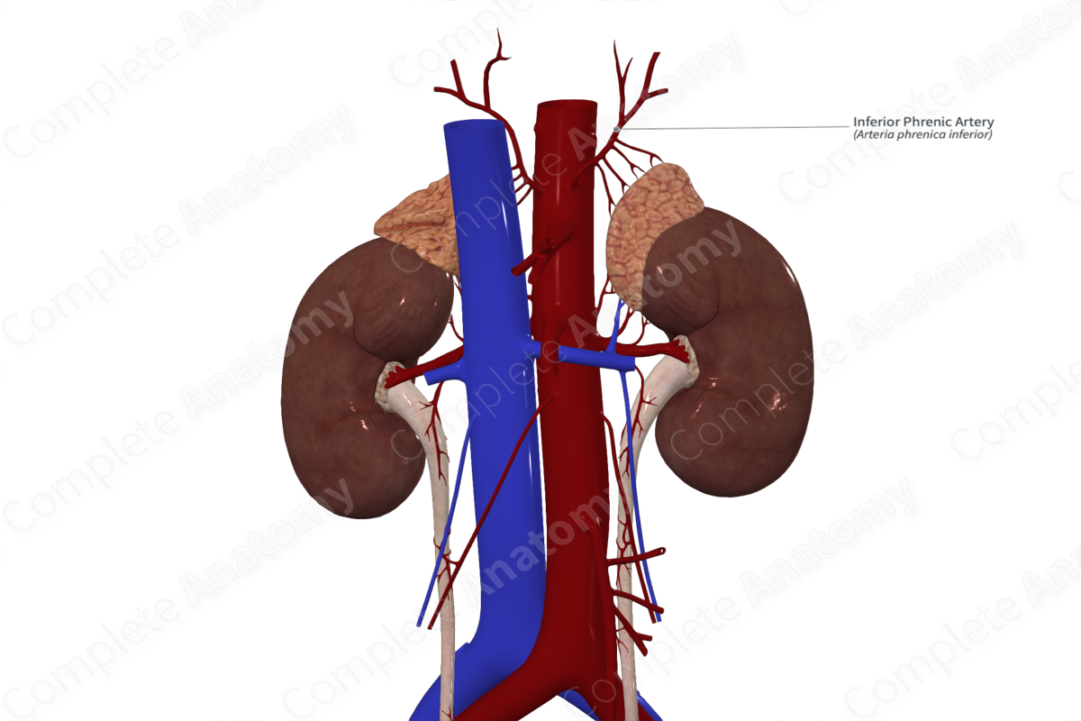 Inferior Phrenic Artery 