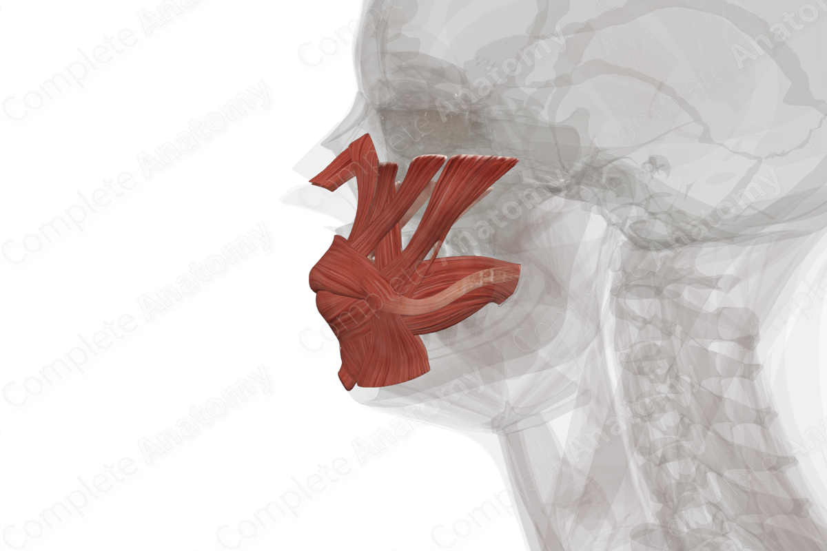 Buccolabial Muscles
