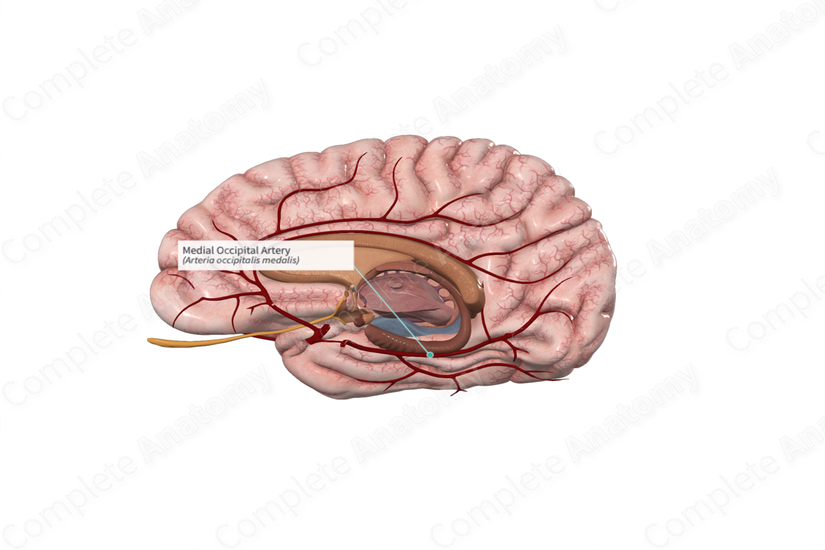 Medial Occipital Artery 