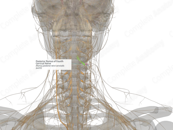 Posterior Ramus of Fourth Cervical Nerve (Left)