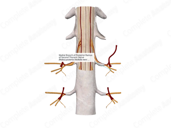 Medial Branch of Posterior Ramus of Second Thoracic Nerve 