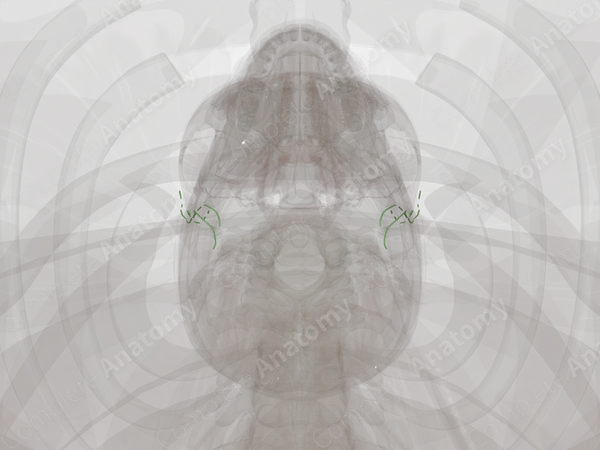 Parotid Lymph Vessels