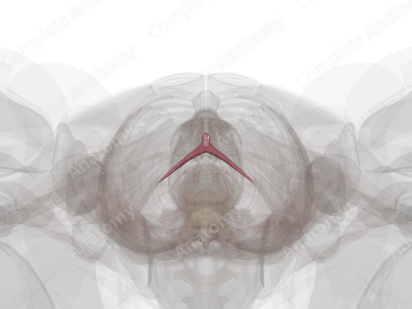 Clitoris