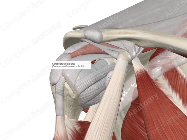 Coracobrachial Bursa 