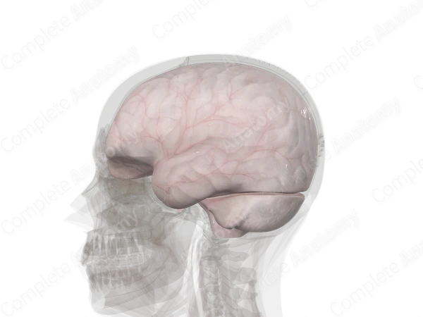 Meningeal Cranial Dura
