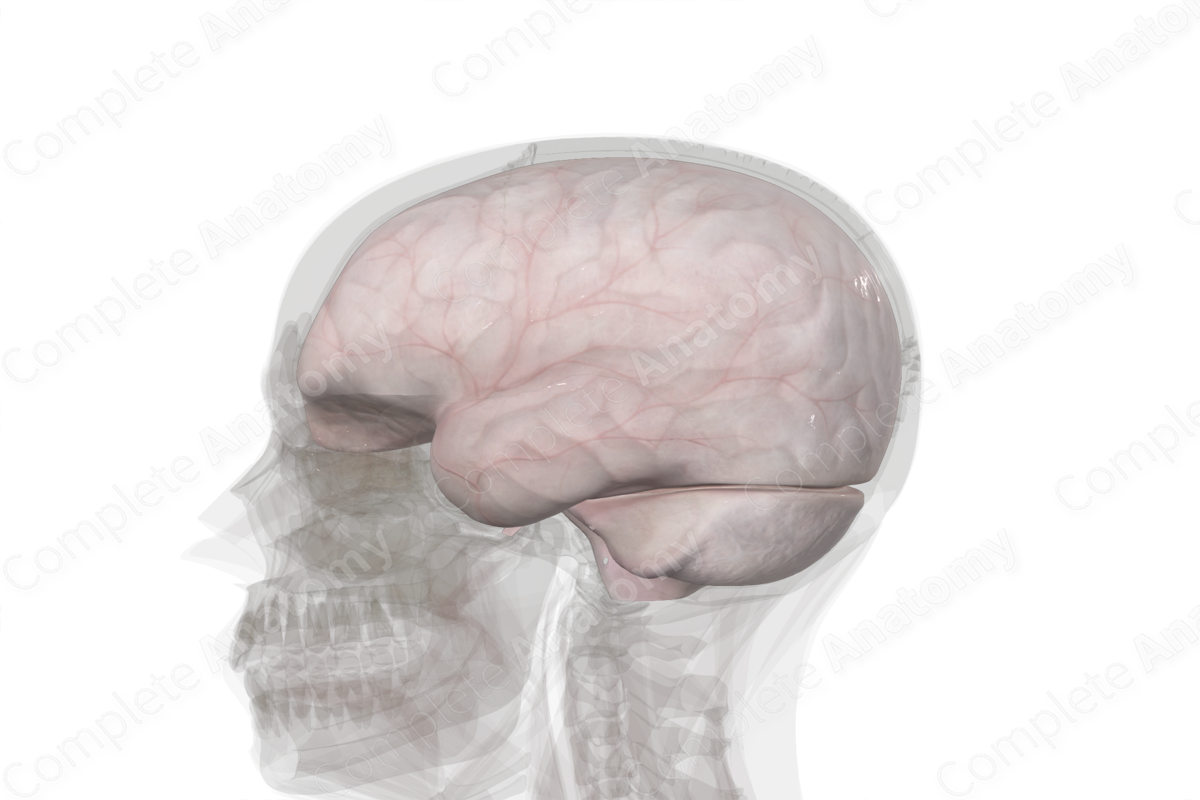 Meningeal Cranial Dura