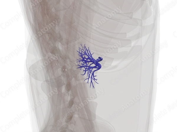 Veins of Kidney