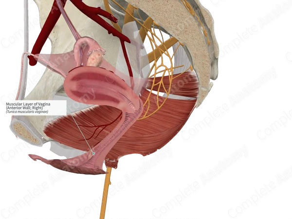 Muscular Layer of Vagina (Anterior Wall; Right)