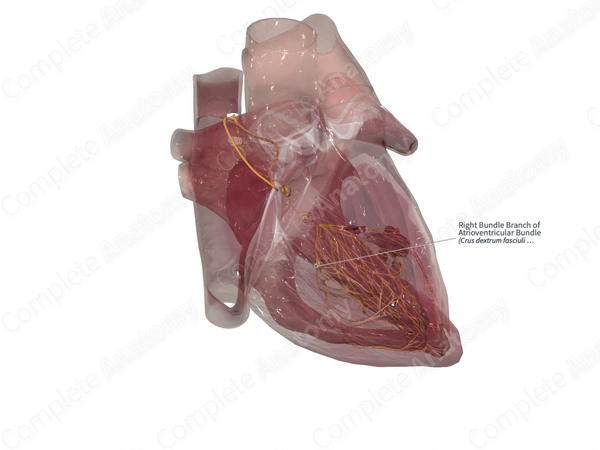 Right Bundle Branch of Atrioventricular Bundle