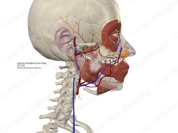 Inferior Vertebral End Plate (C5-C6)