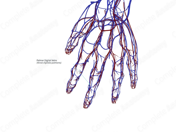 Palmar Digital Veins