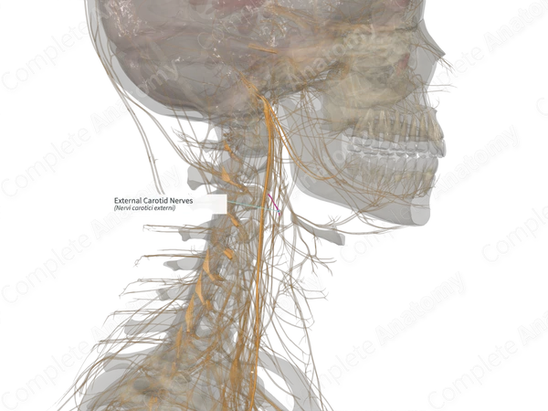 External Carotid Nerves (Right)