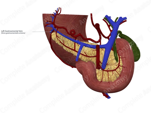 Left Gastroomental Vein