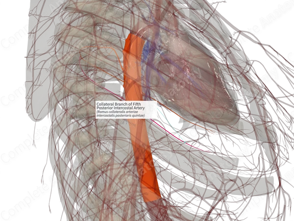Collateral Branch of Fifth Posterior Intercostal Artery (Left)