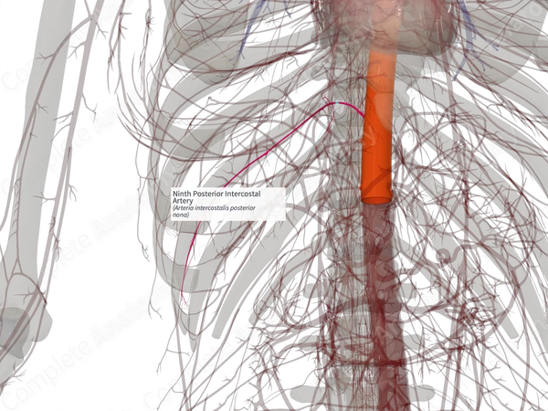 Ninth Posterior Intercostal Artery (Left)