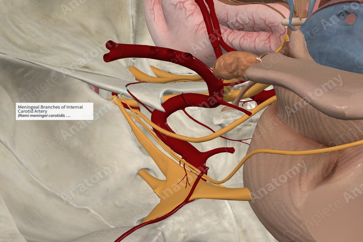 Meningeal Branches of Internal Carotid Artery 