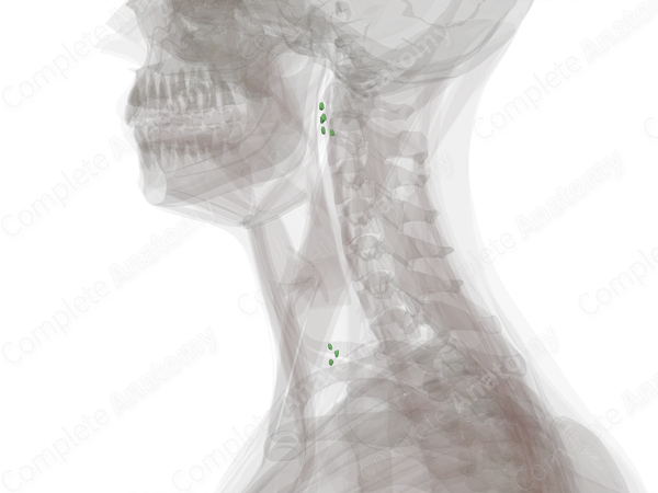 Anterior Internal Jugular Nodes (Left)