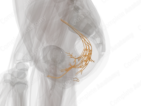 Pelvic Plexuses