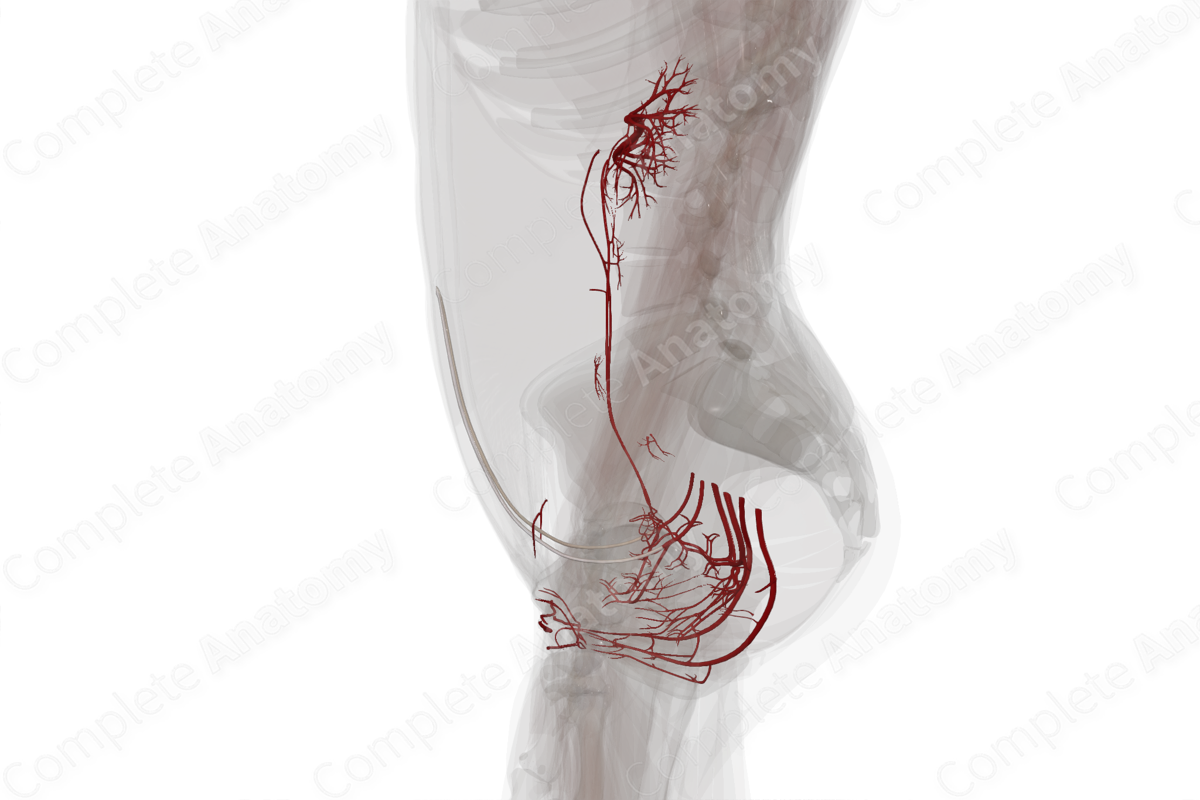 Arteries of Urogenital System