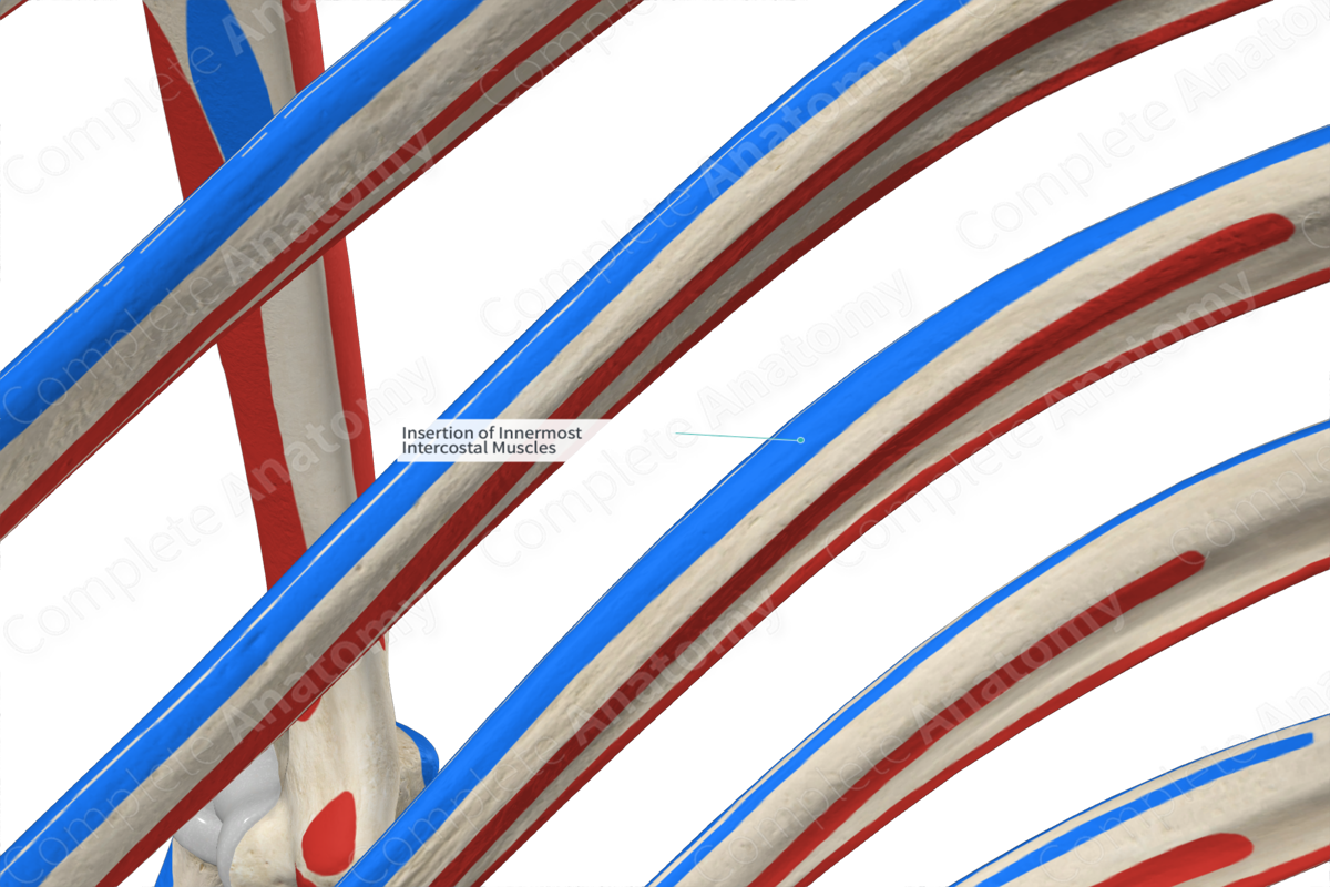 Insertion Of Innermost Intercostal Muscles | Complete Anatomy